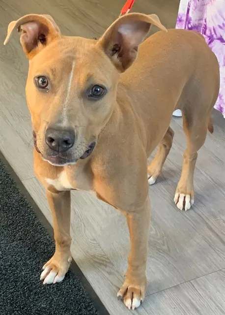 Pepper