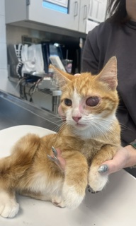 Adoptable Cat