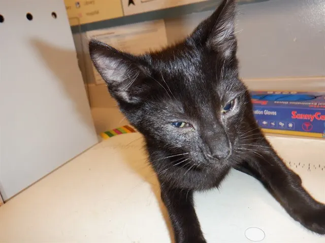 Adoptable Cat