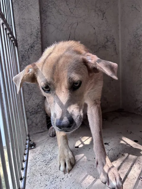 Adoptable Dog