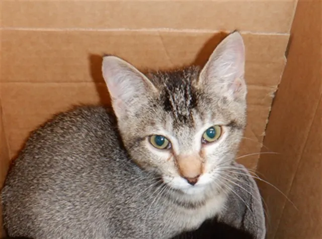 Adoptable Cat