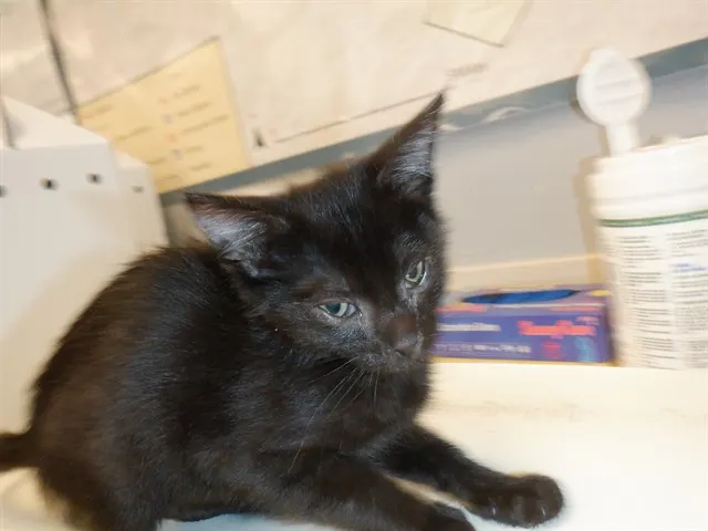 Adoptable Cat