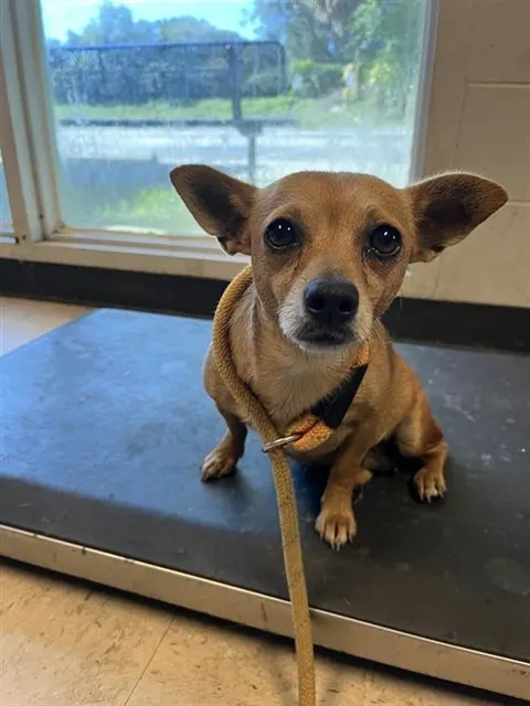 Adoptable Dog