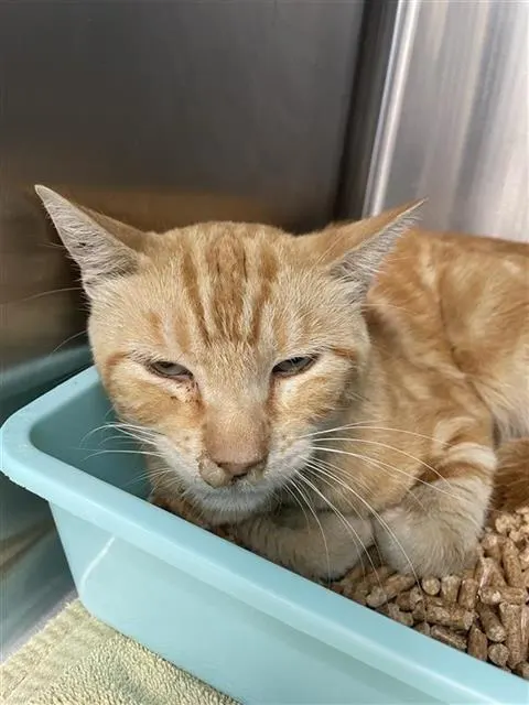Adoptable Cat