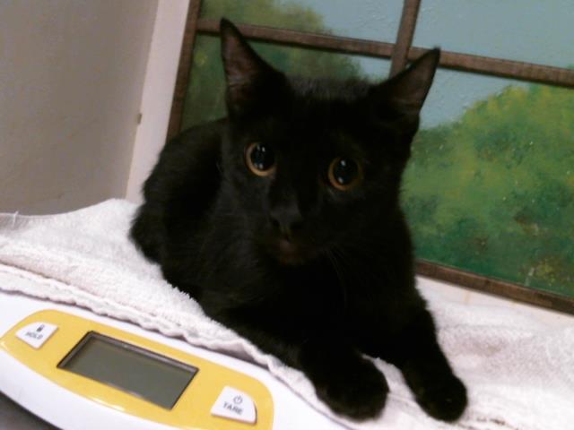 Adoptable Cat