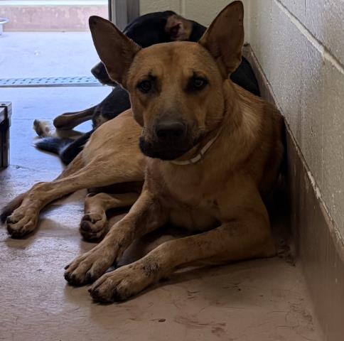 Adoptable Dog