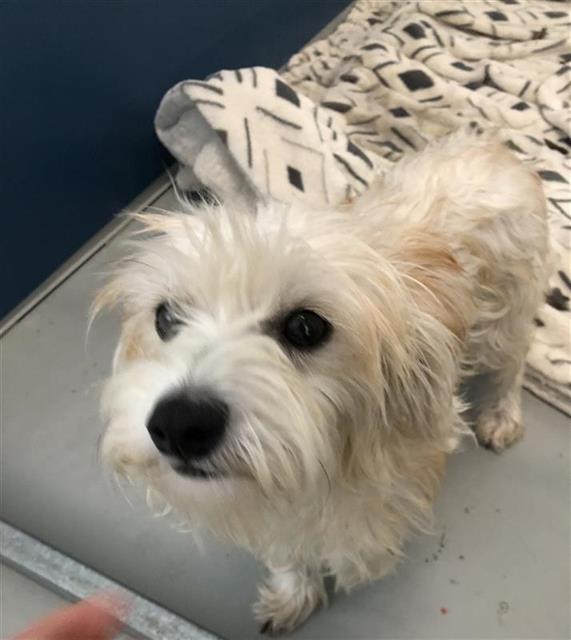 Adoptable Dog