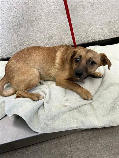 Adoptable Dog