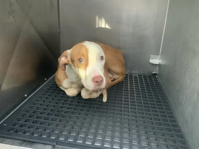 Adoptable Dog