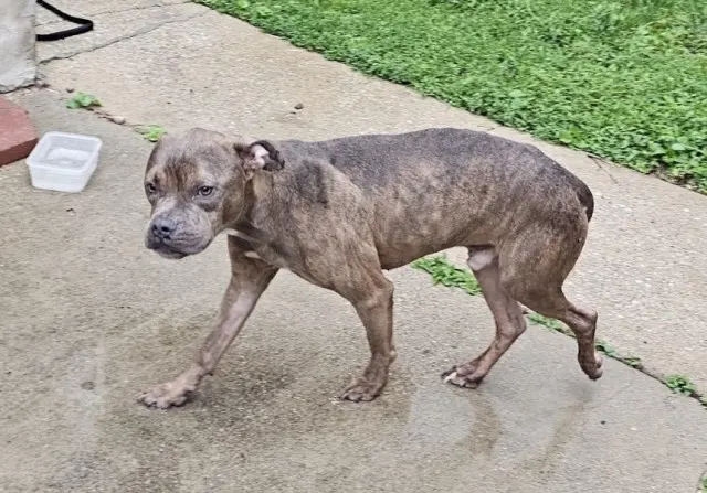 Adoptable Dog