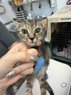 Adoptable Cat