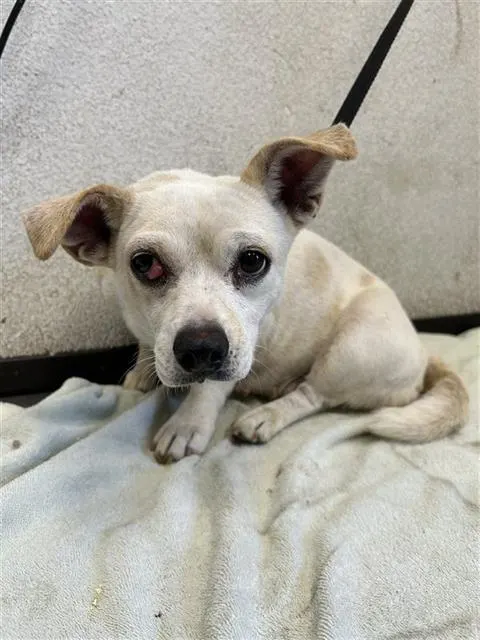Adoptable Dog