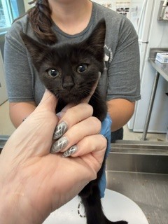 Adoptable Cat