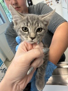 Adoptable Cat
