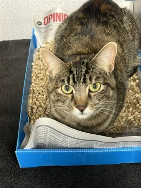 Kit