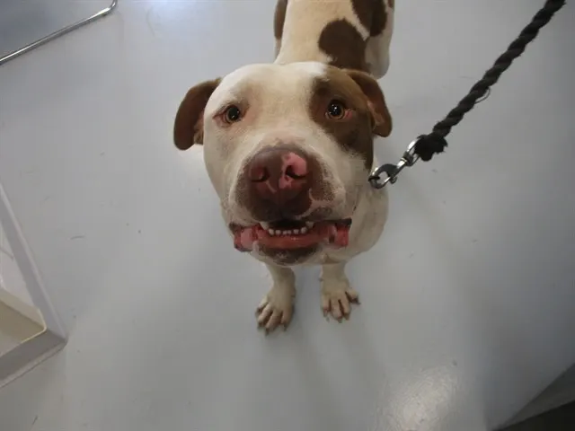 Adoptable Dog