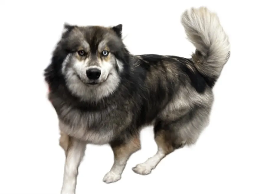 Nanook