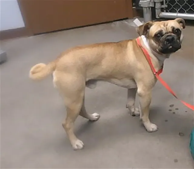 Mr Chug