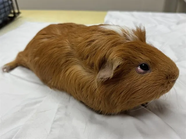 Twix