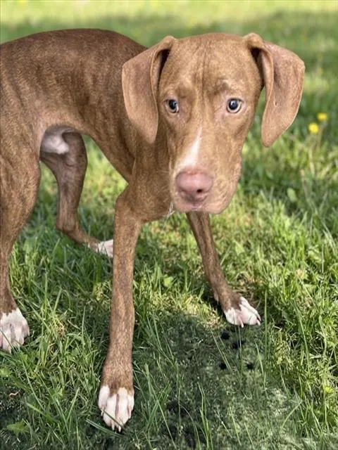 Cosmo