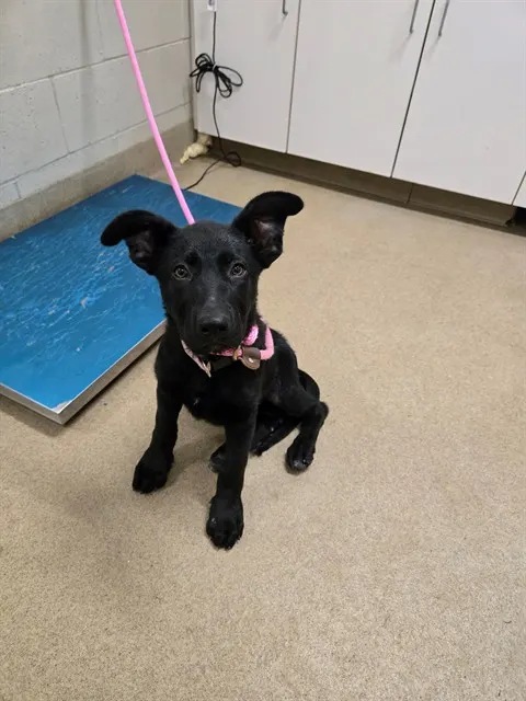 Adoptable Dog