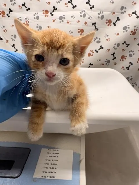 Mo