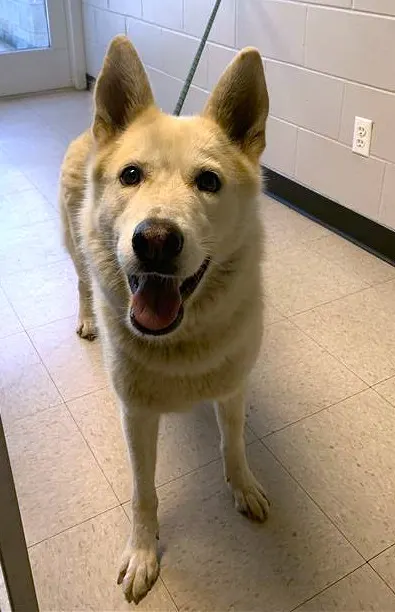 Heidi