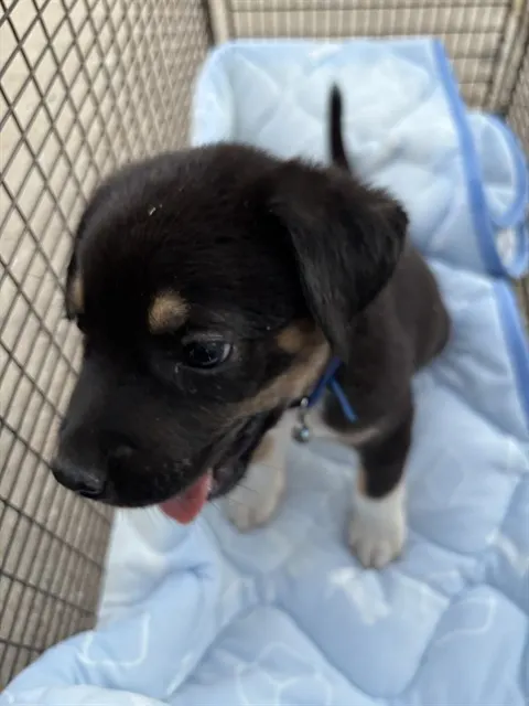Boba