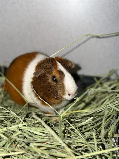 Ralph