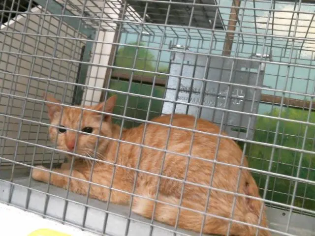 Adoptable Cat