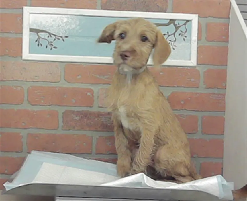 Adoptable Dog