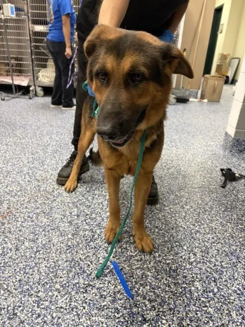 Adoptable Dog