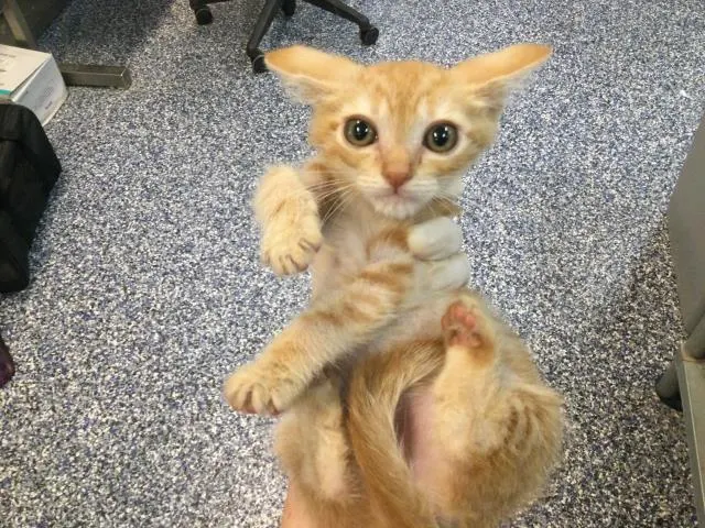 Adoptable Cat