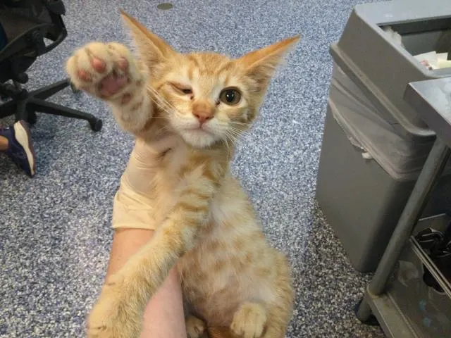 Adoptable Cat