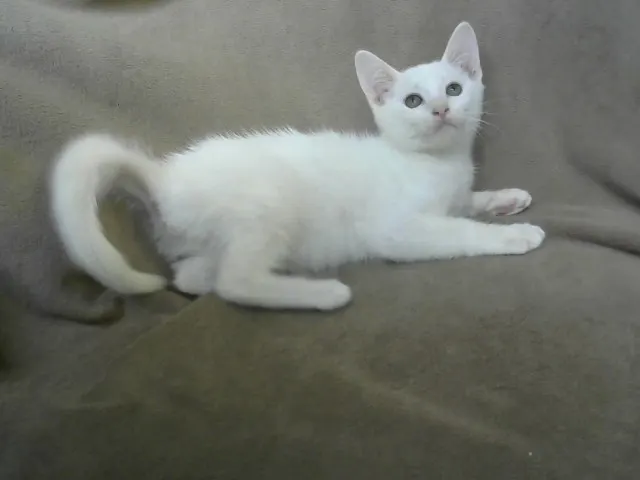 Pearl