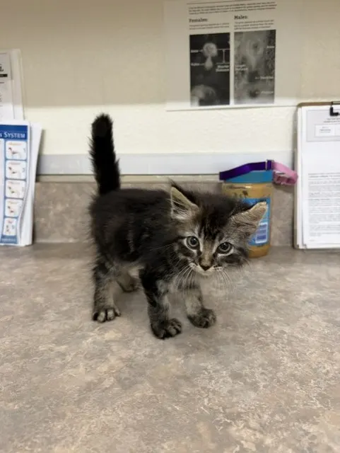 Adoptable Cat
