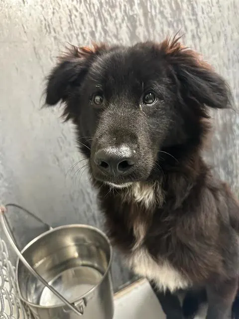 Skip