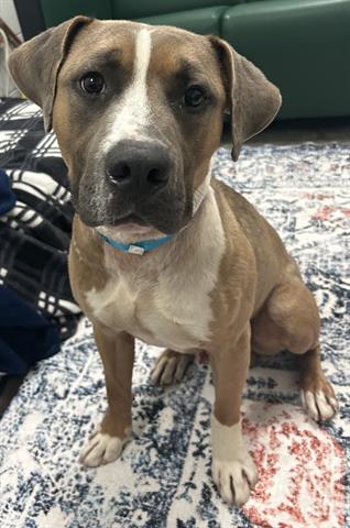 *Chevy*