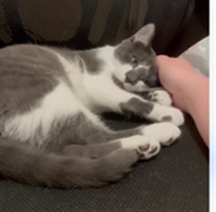 Adoptable Cat