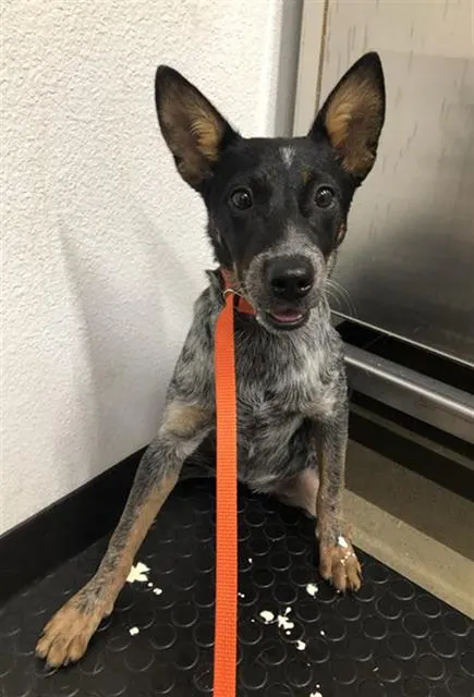 Adoptable Dog