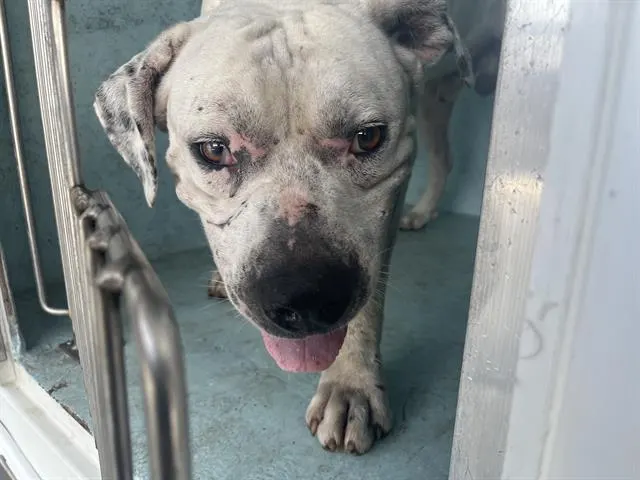 Adoptable Dog