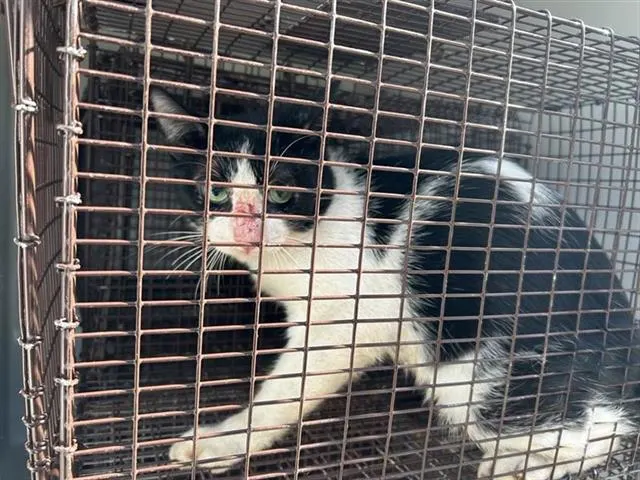 Adoptable Cat