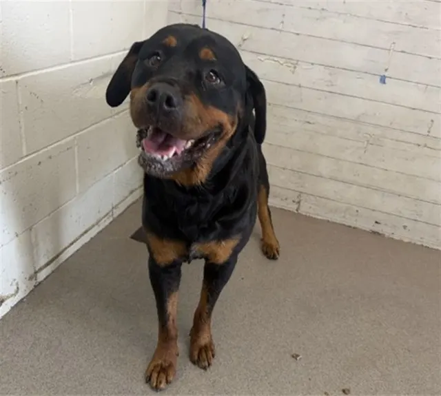 Adoptable Dog