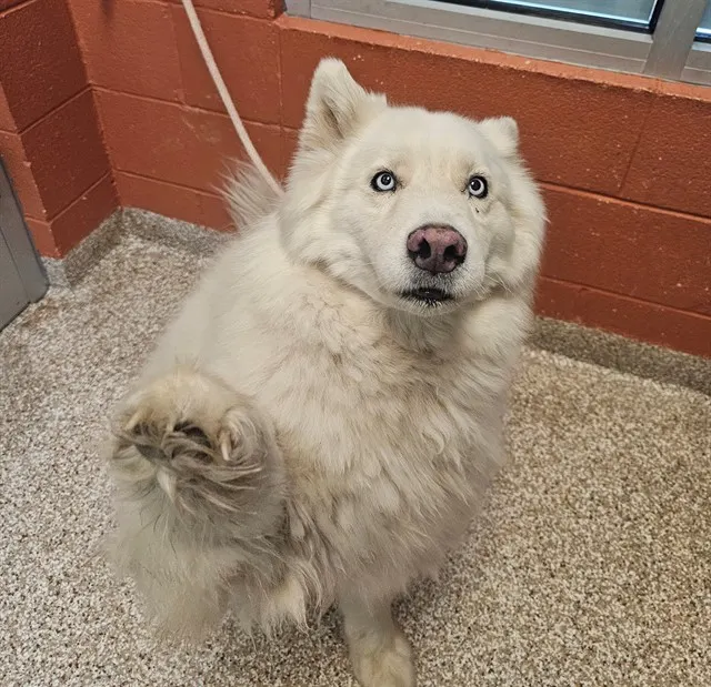 Nala