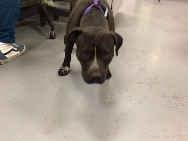 Adoptable Dog