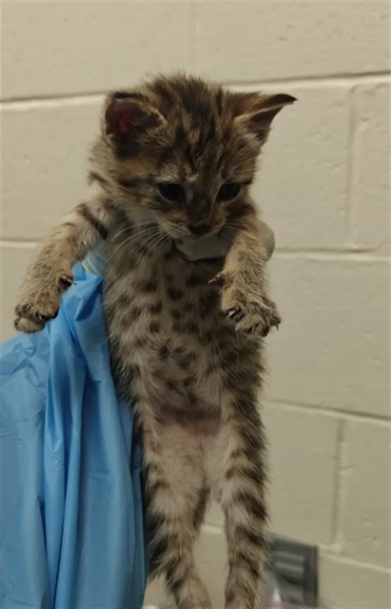 Ocelot