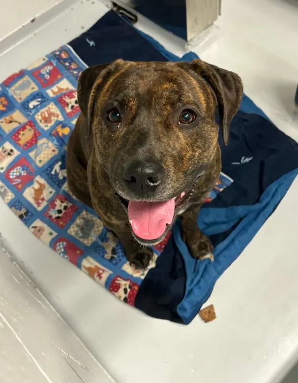 Adoptable Dog