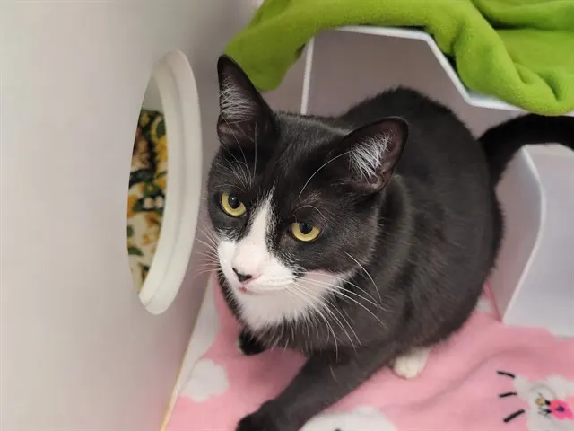 Pete