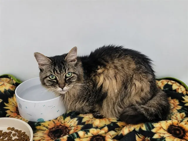 Adoptable Cat