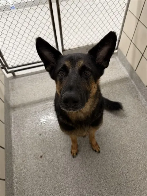 Duke